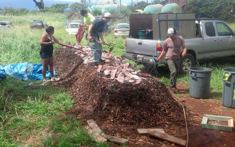 Composting Projects
